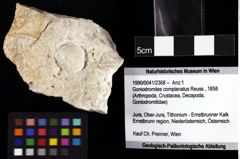 Foto (Objket + Etiketten) von Goniodromites complanatus (Reuss, 1858) 